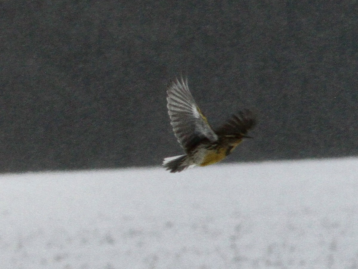 Western Meadowlark - ML646526241