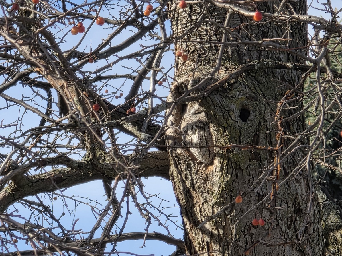 Eastern Screech-Owl - ML646526242