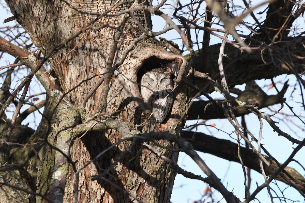 Eastern Screech-Owl - ML646526244