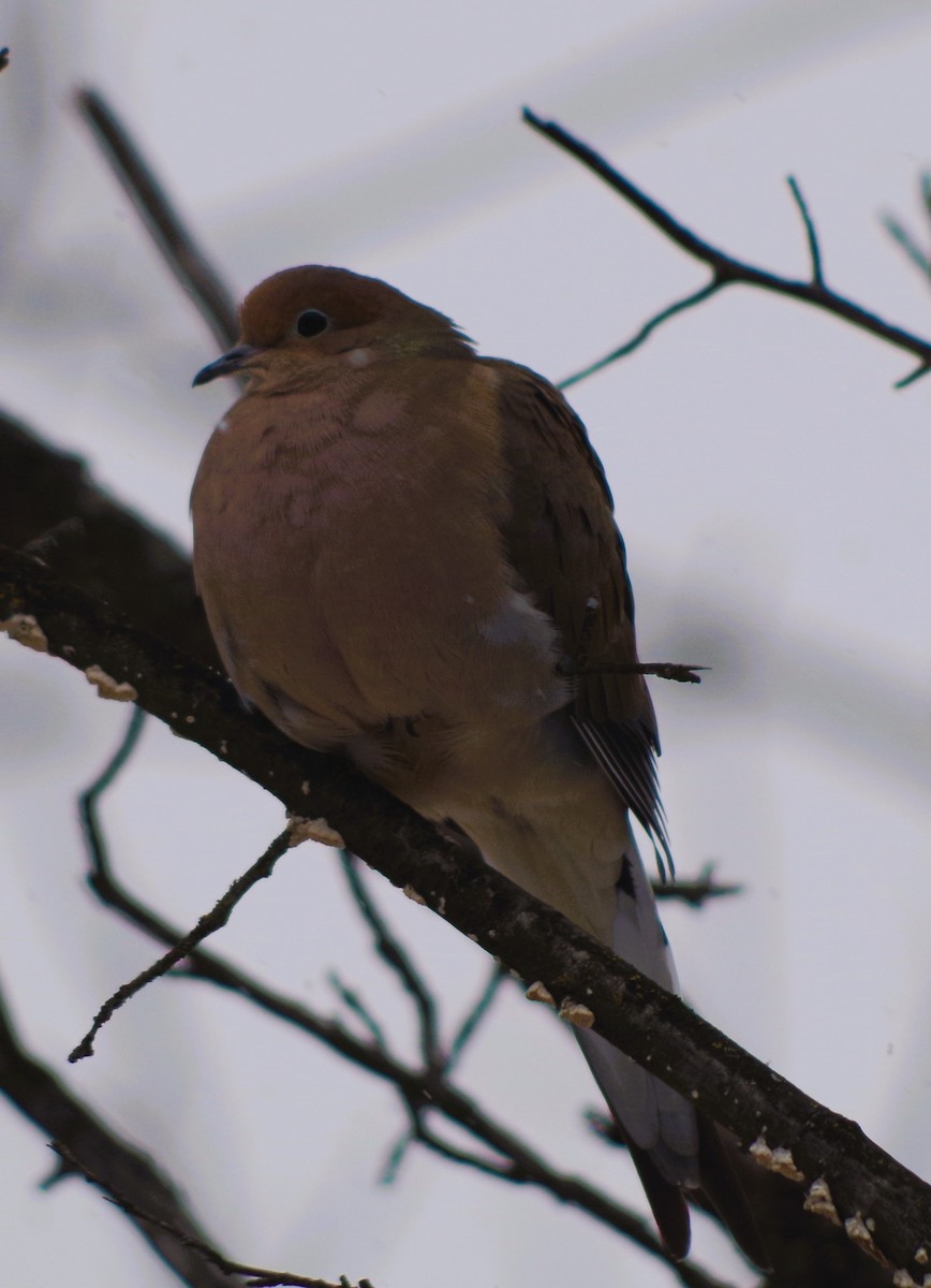 Mourning Dove - ML646526248