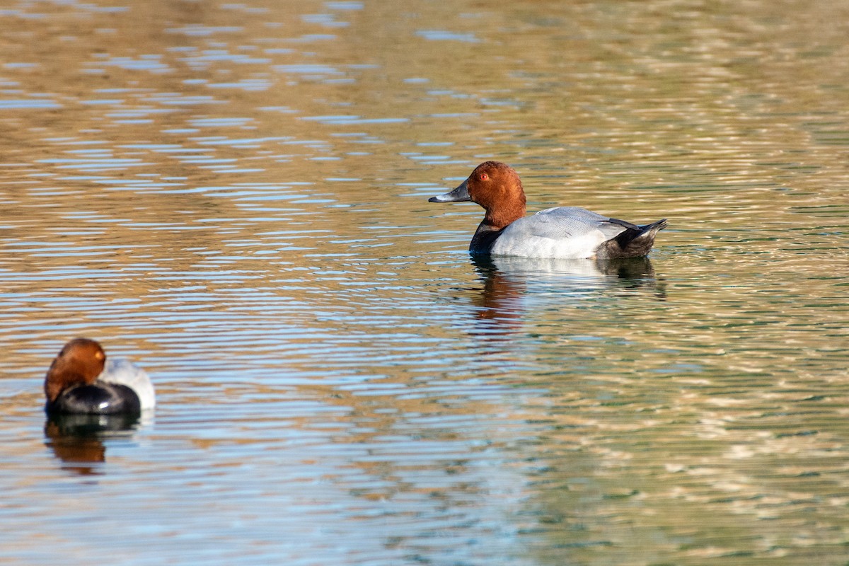 Common Pochard - ML646526250