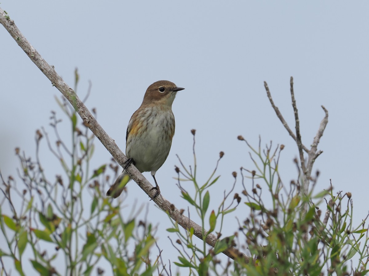 Yellow-rumped Warbler - ML646526251