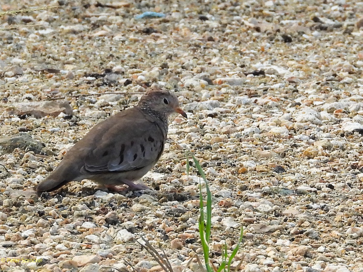 Common Ground Dove - ML646526253