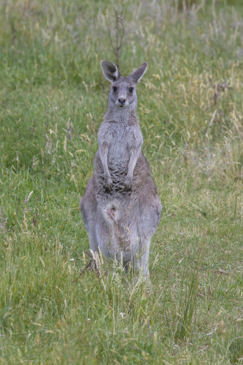 Eastern Grey Kangaroo - ML646526254
