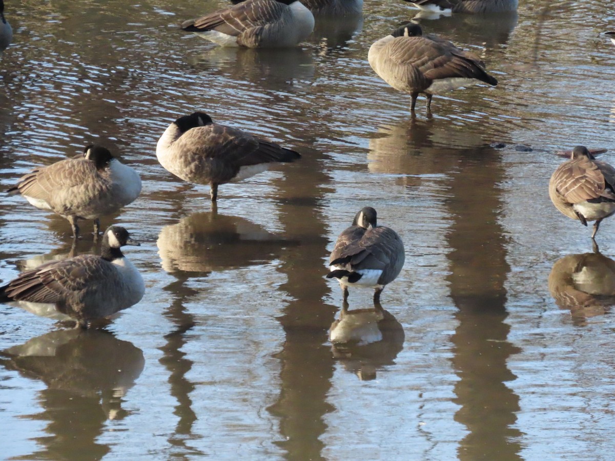 Cackling Goose - ML646526255