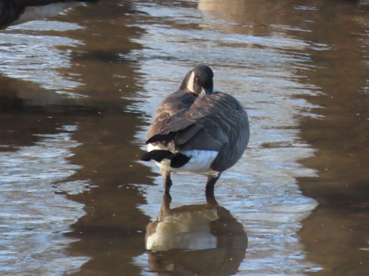 Cackling Goose - ML646526256