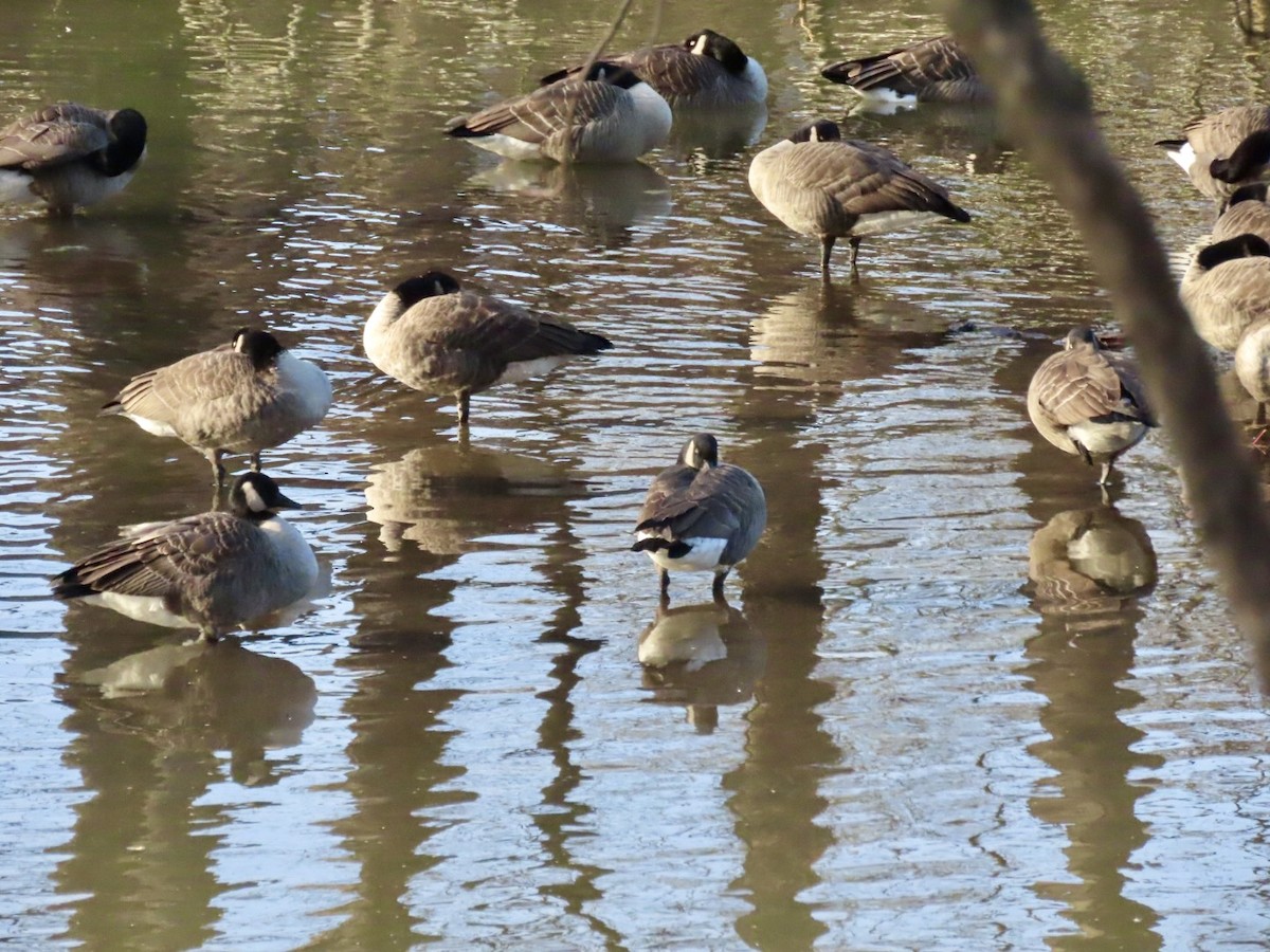 Cackling Goose - ML646526257