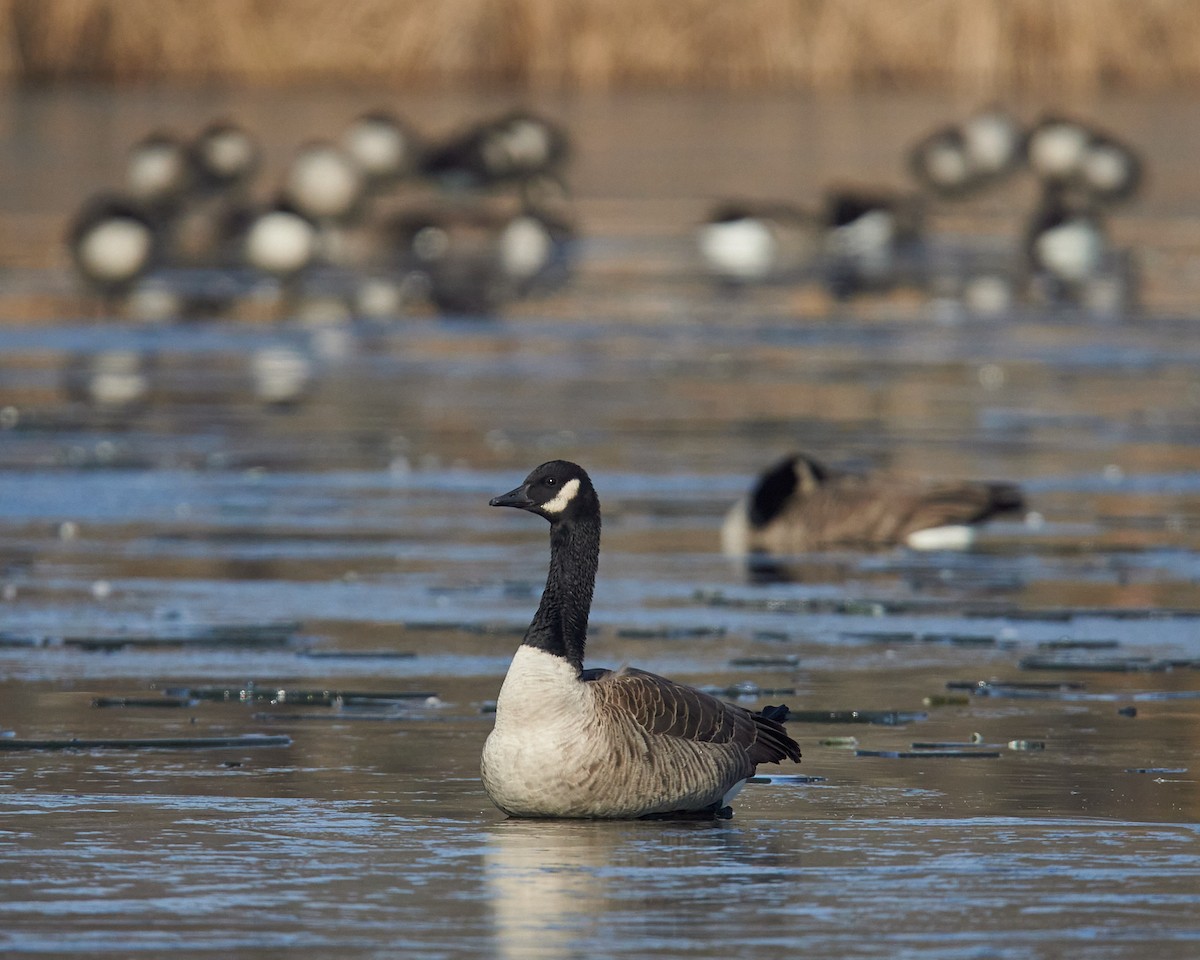 Canada Goose - ML646526258