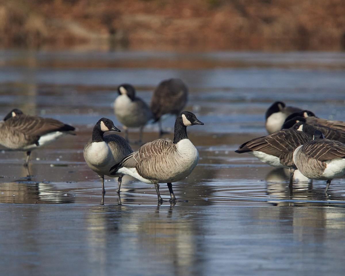 Canada Goose - ML646526259