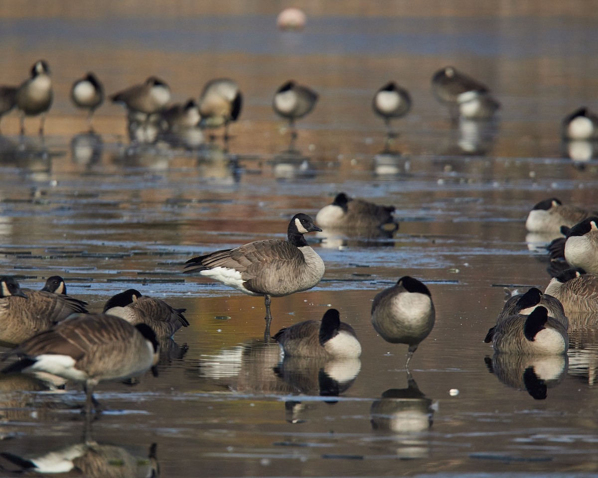 Canada Goose - ML646526260