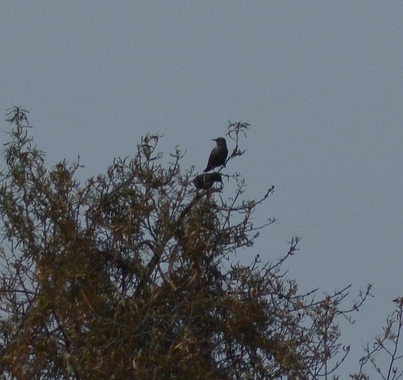 ホシムクドリ - ML646526261