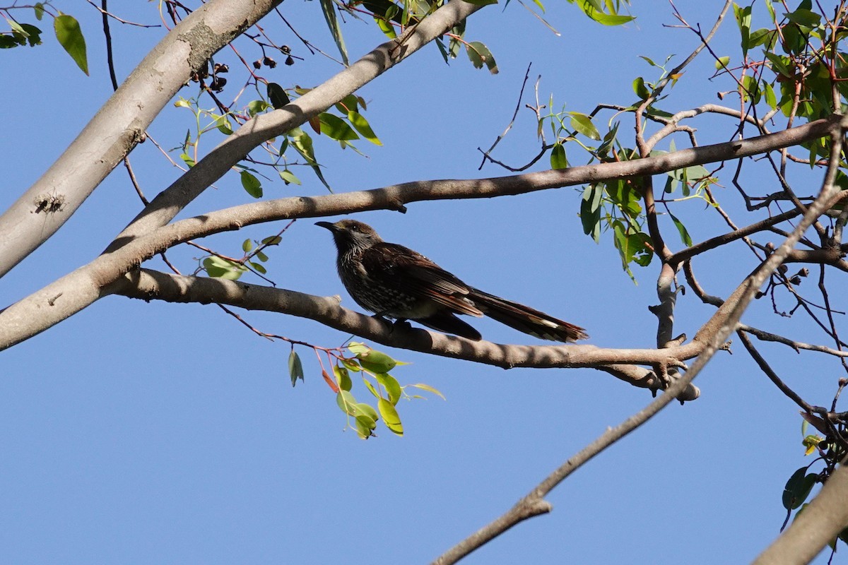 Western Wattlebird - ML646526262