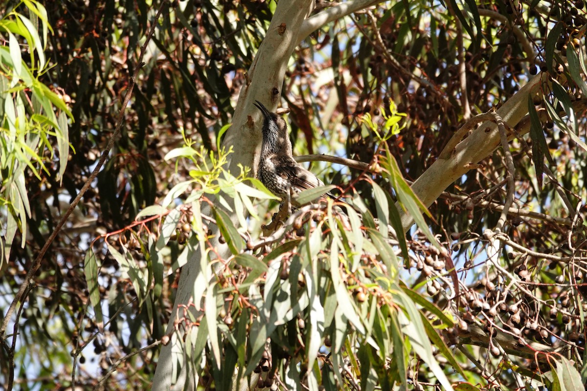 Western Wattlebird - ML646526263