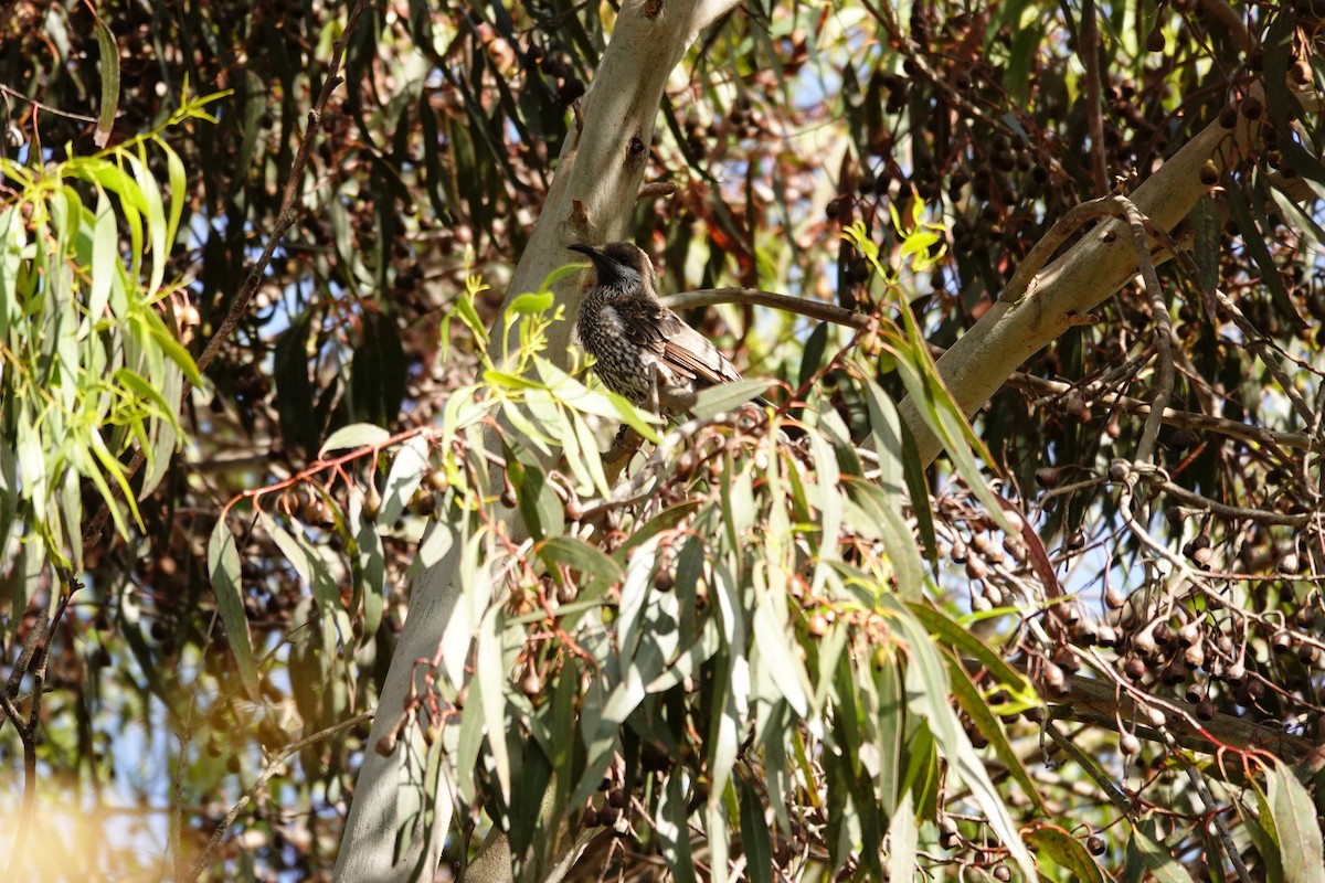 Western Wattlebird - ML646526264