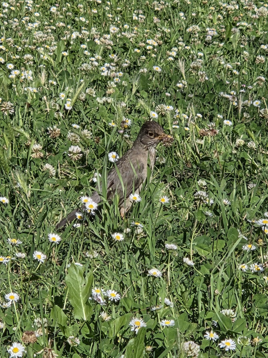 Austral Thrush - ML646526266