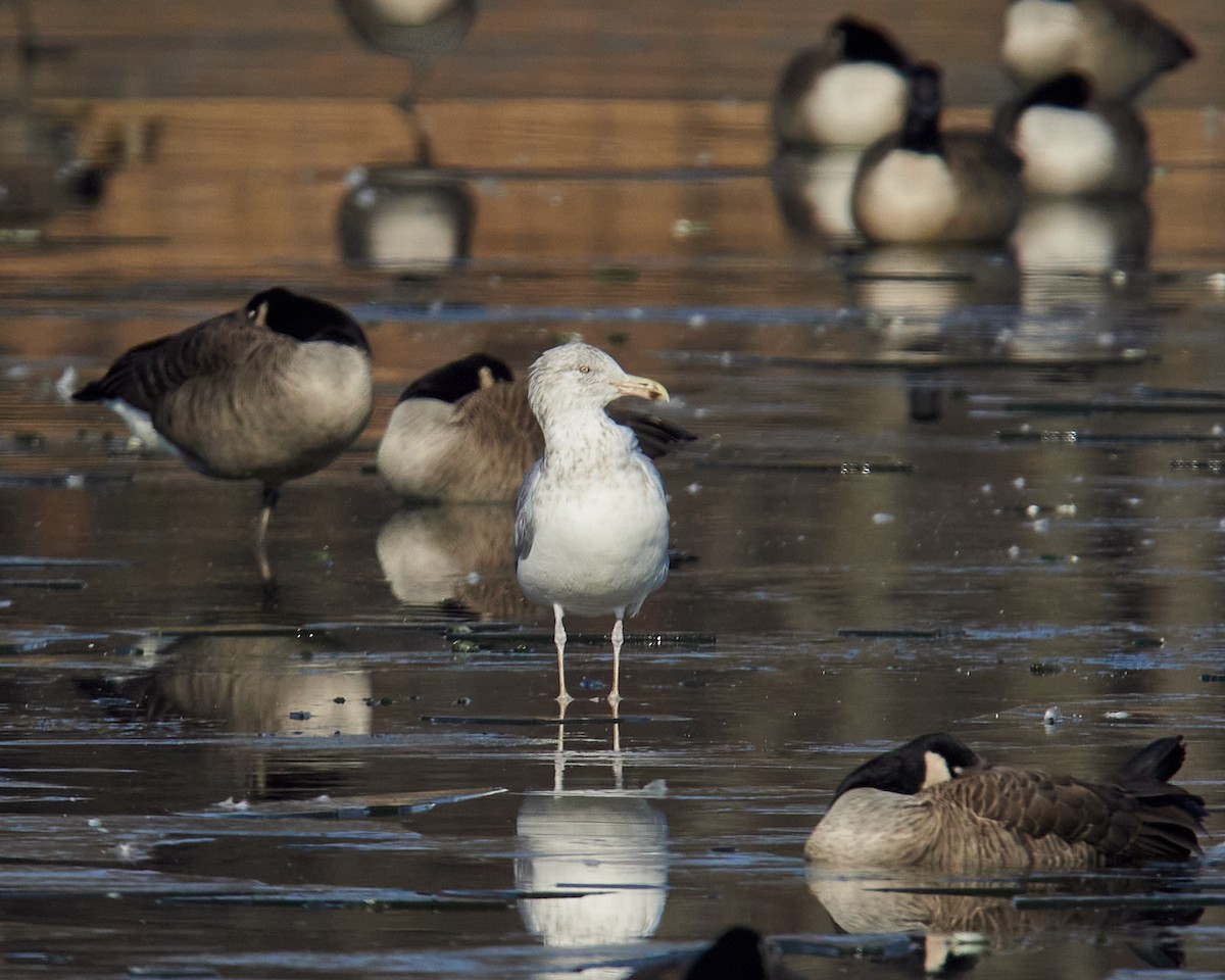 American Herring Gull - ML646526267