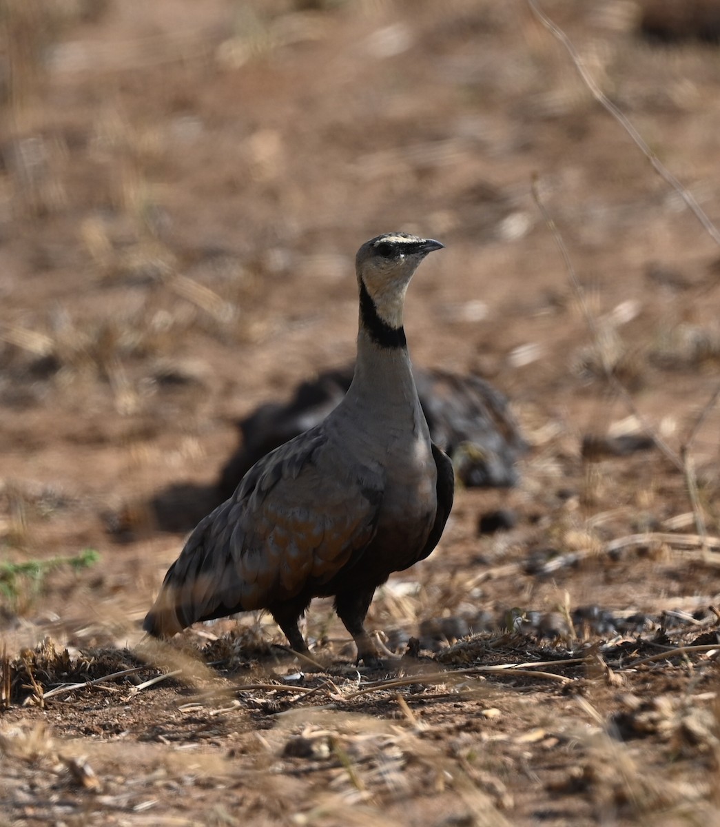 キノドサケイ - ML646526268