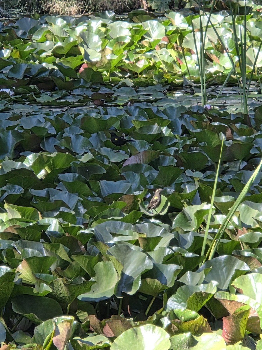 キバネハゴロモガラス - ML646526270