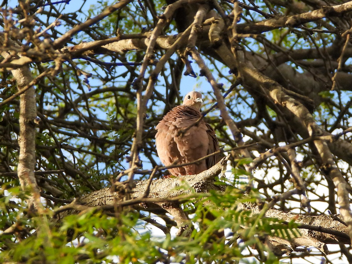 ミミグロバト - ML646526280