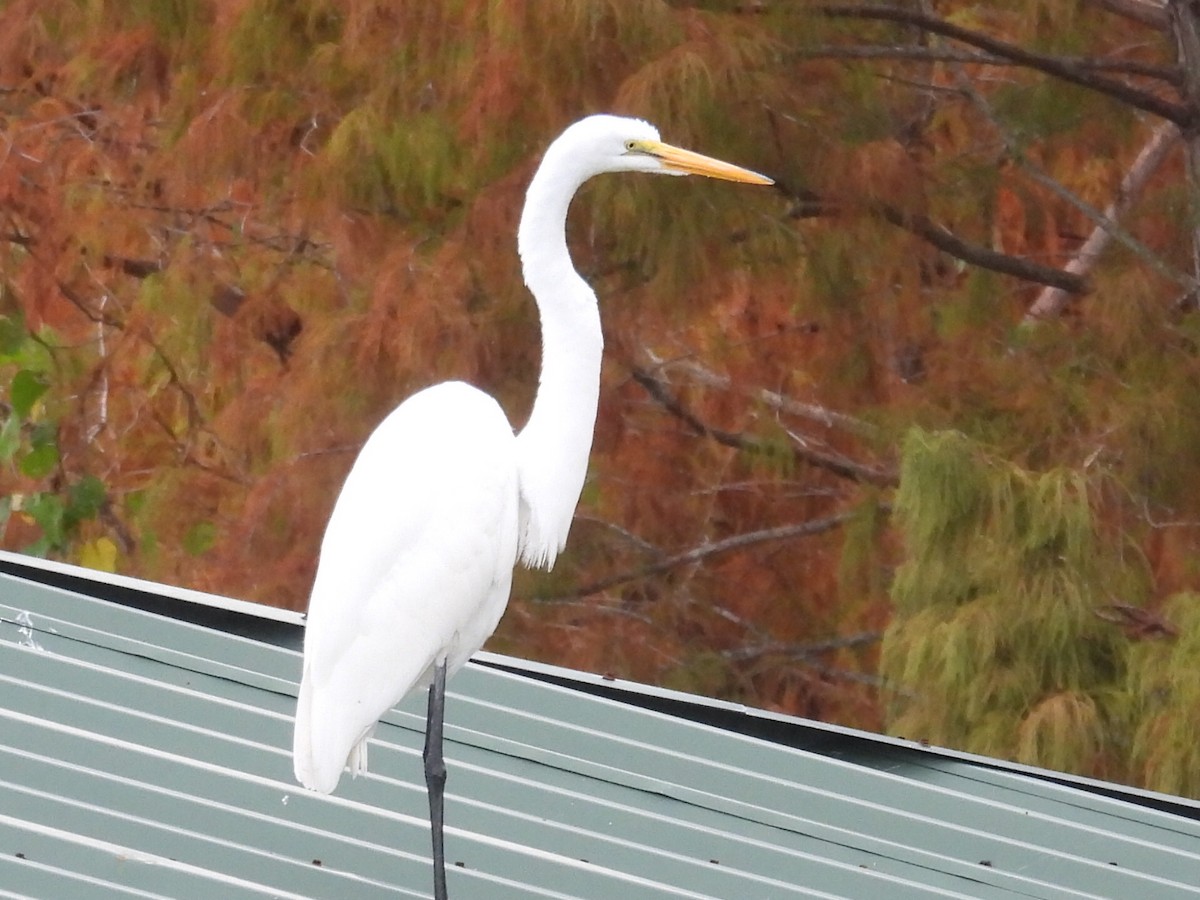 ダイサギ - ML646526281