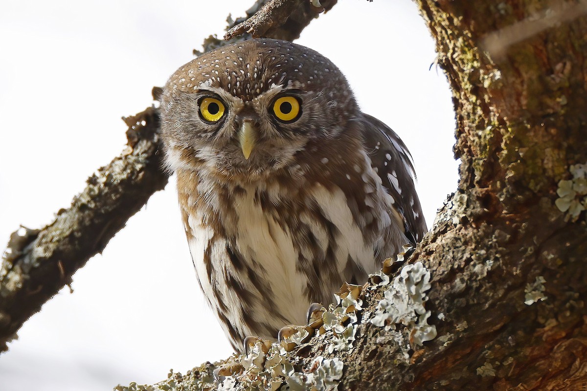 アフリカスズメフクロウ - ML646526282