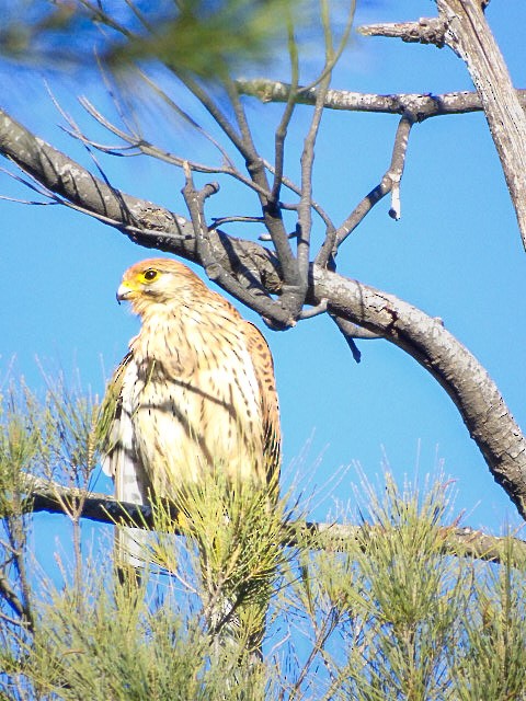 チョウゲンボウ - ML646526284