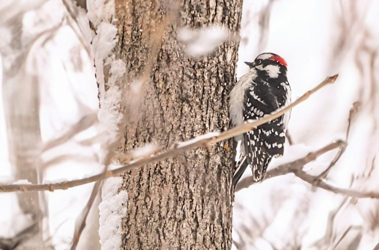 セジロコゲラ - ML646526285