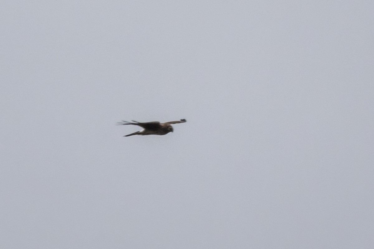 ハイイロチュウヒ - ML646526287