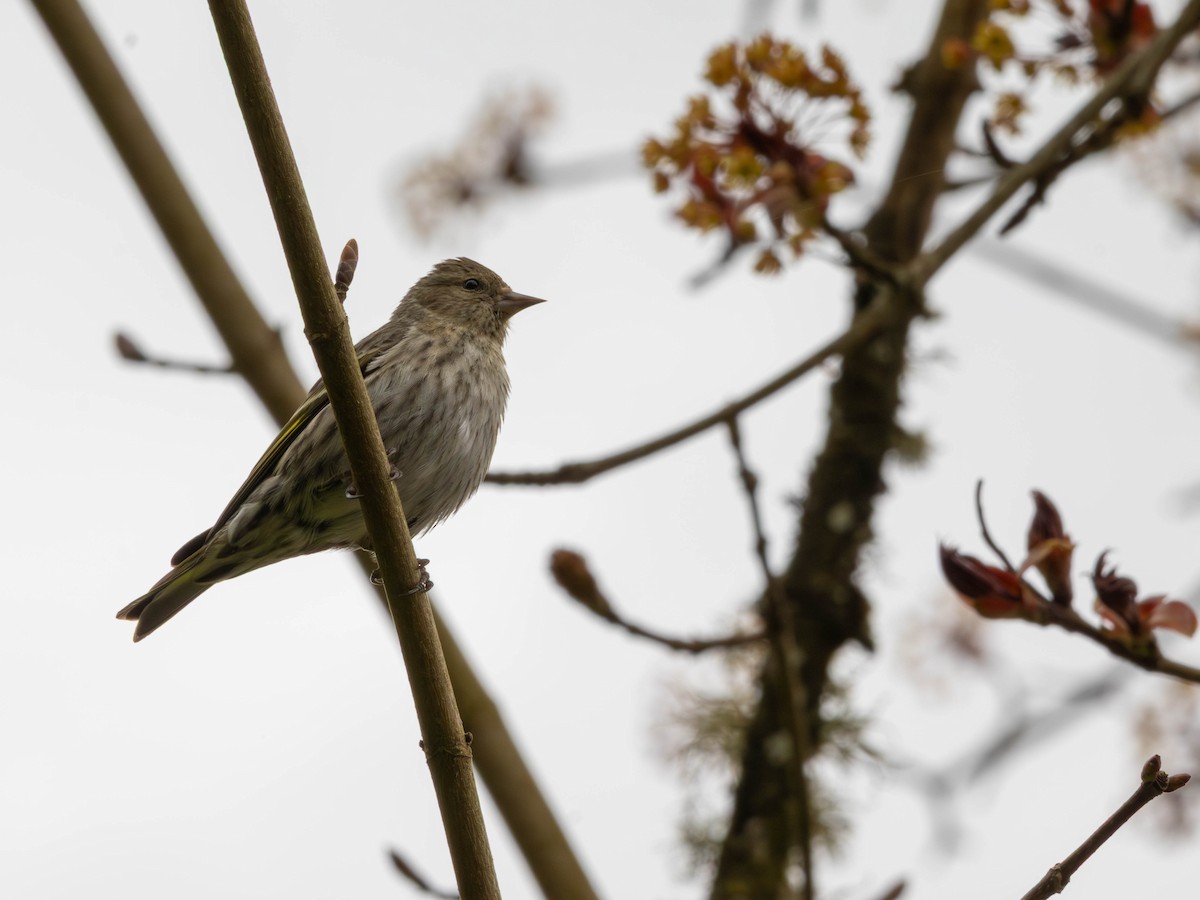 マツノキヒワ - ML646526288