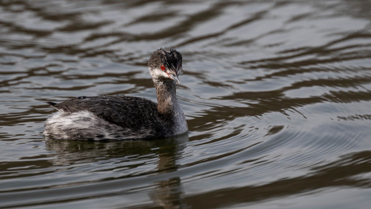 ミミカイツブリ - ML646526289