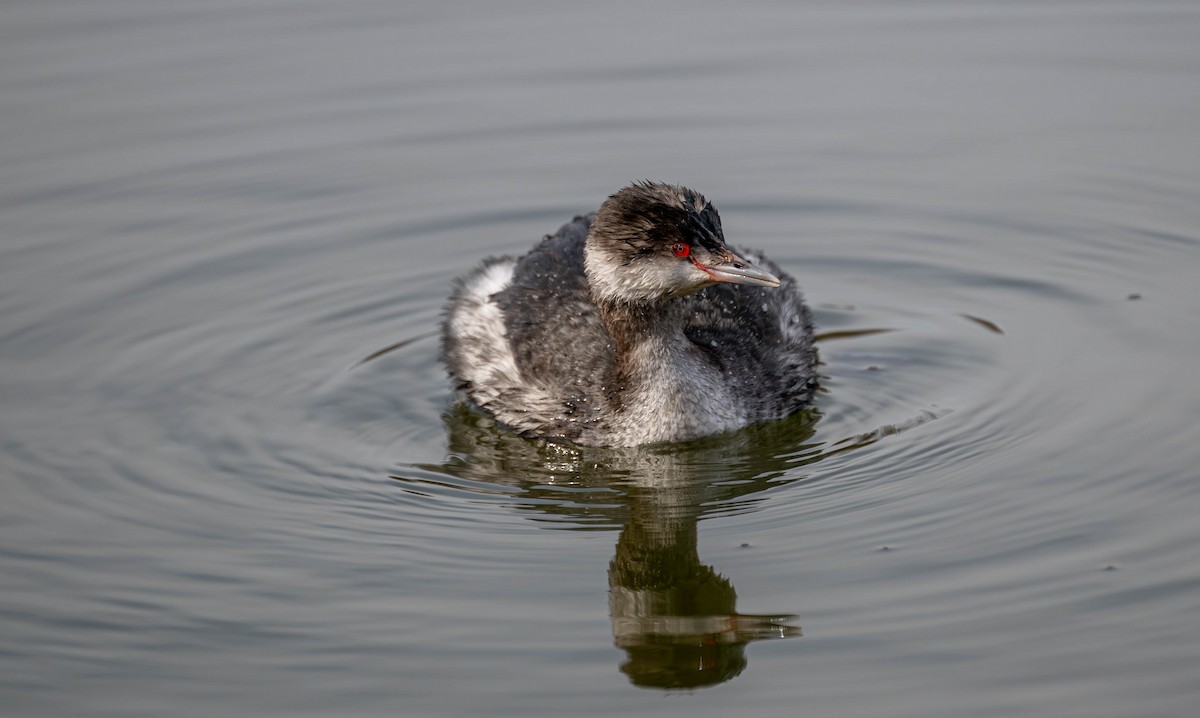 ミミカイツブリ - ML646526290