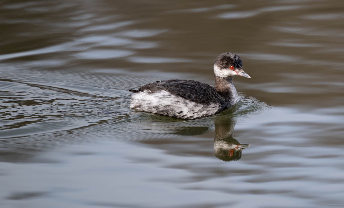ミミカイツブリ - ML646526291