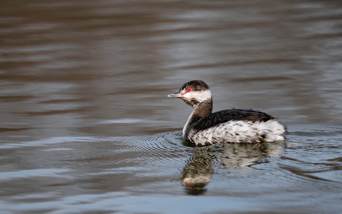 ミミカイツブリ - ML646526292