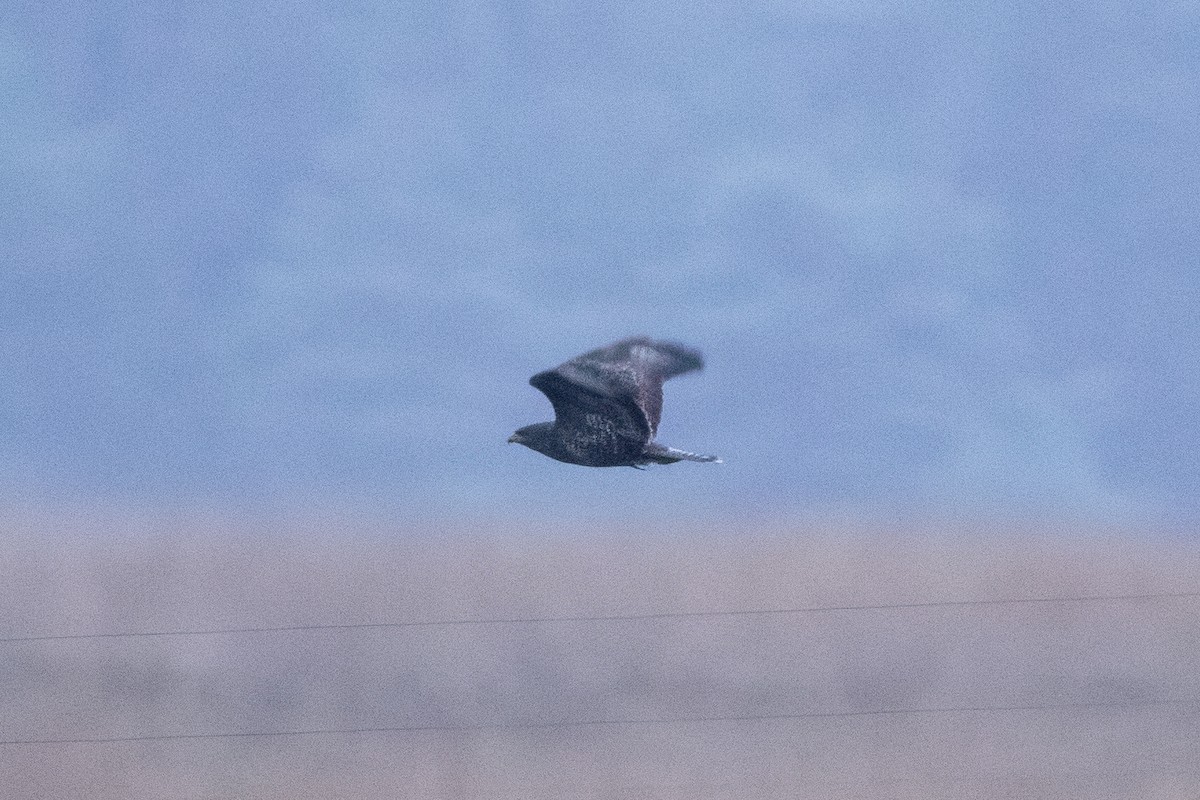 ヨーロッパノスリ - ML646526293