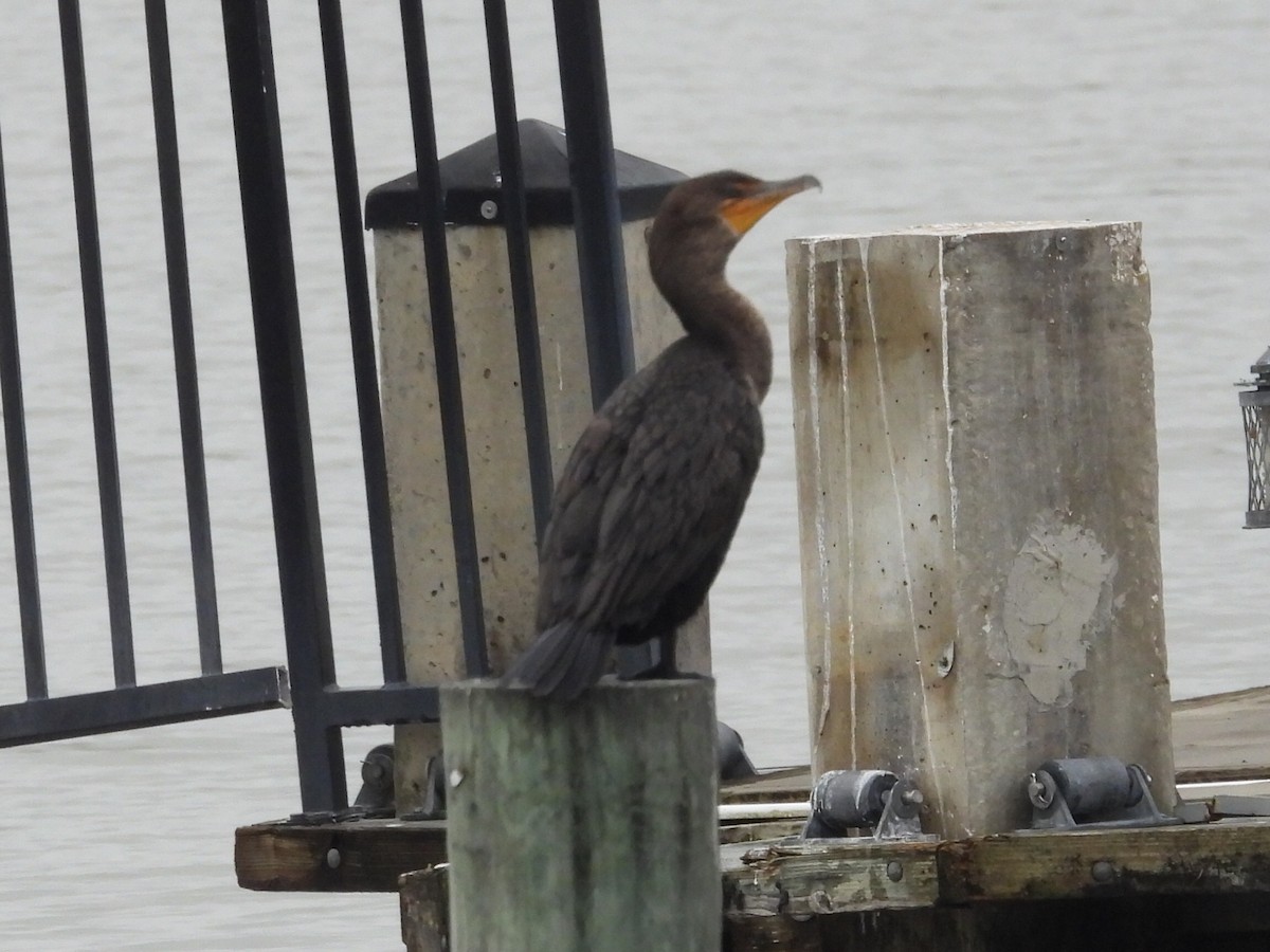 Ушастый баклан - ML646526294