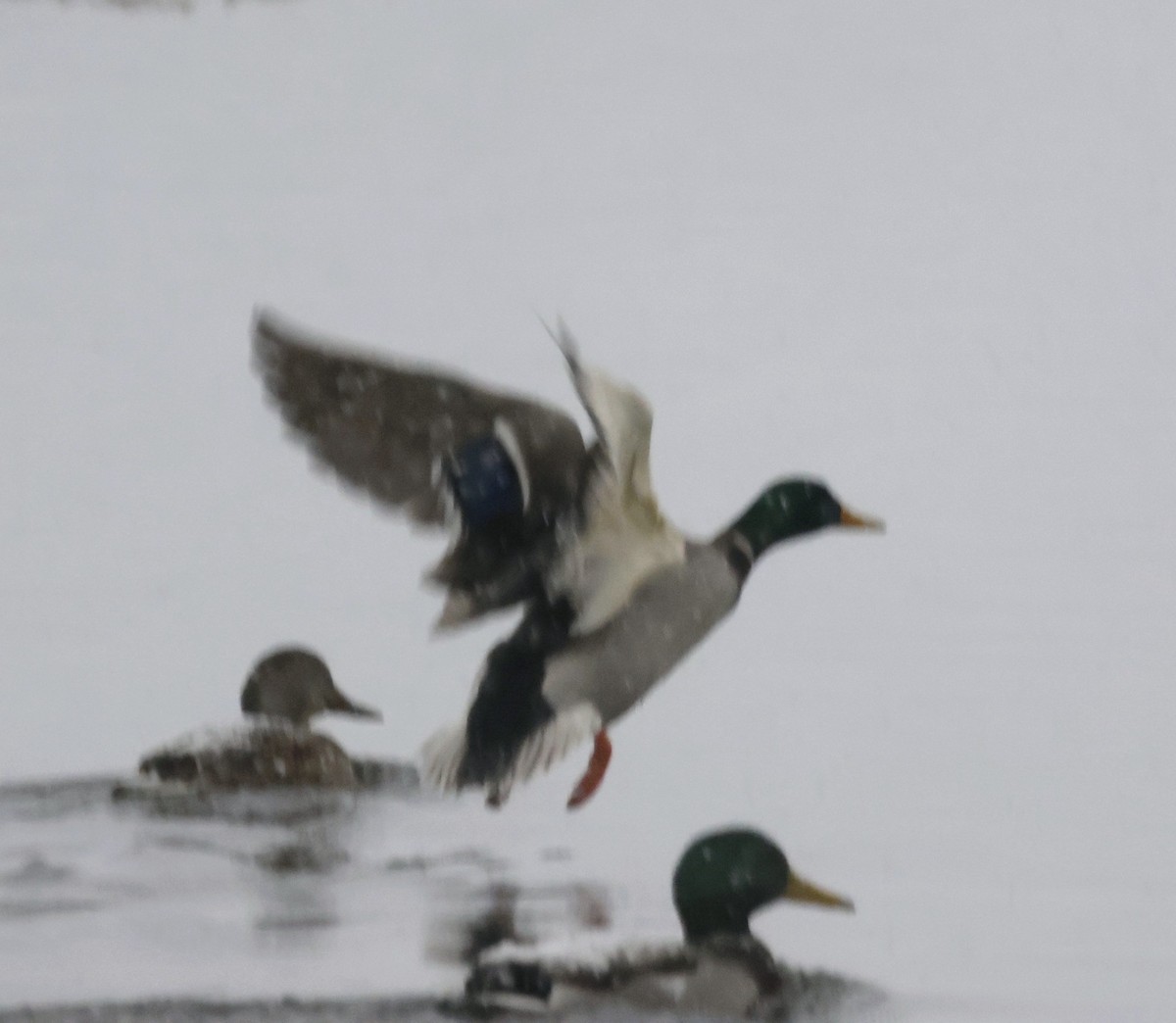 マガモ - ML646526295