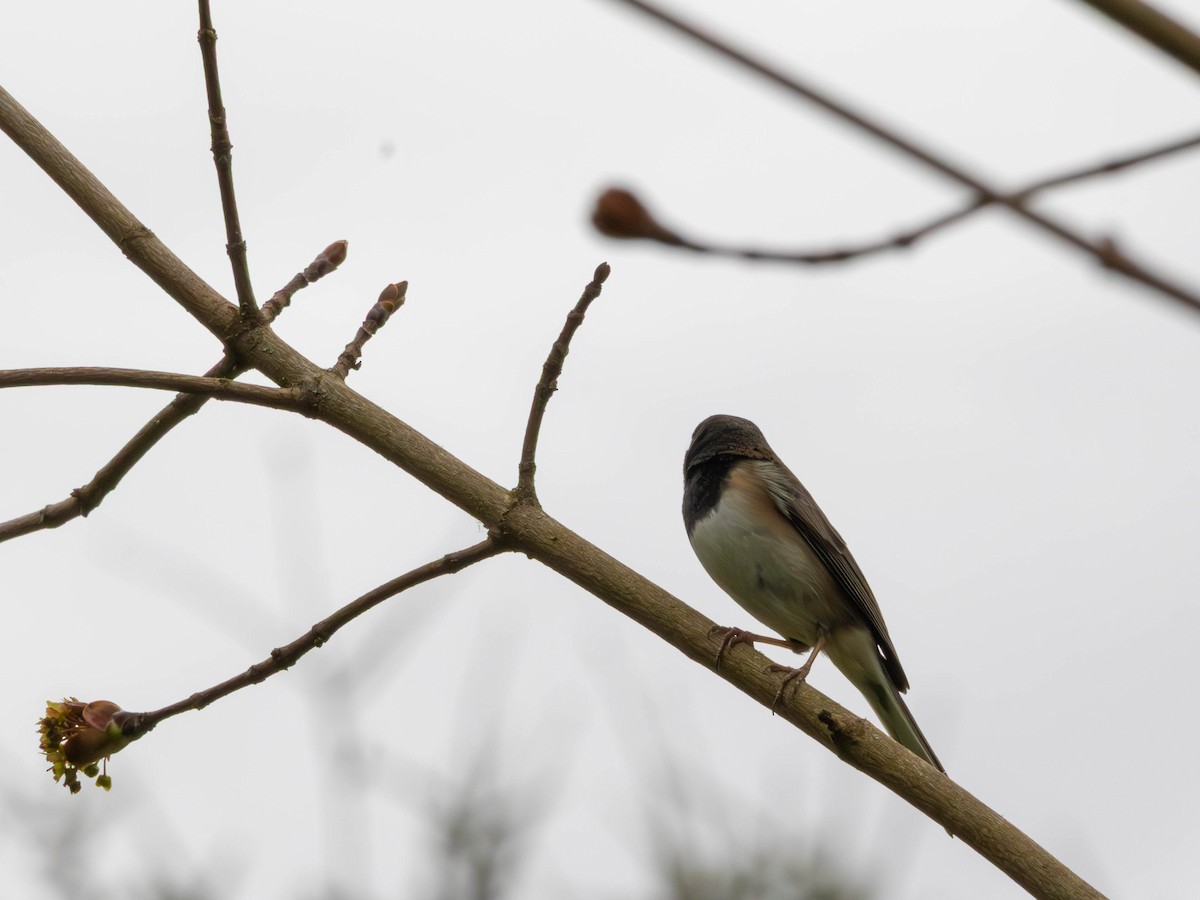 ユキヒメドリ - ML646526296