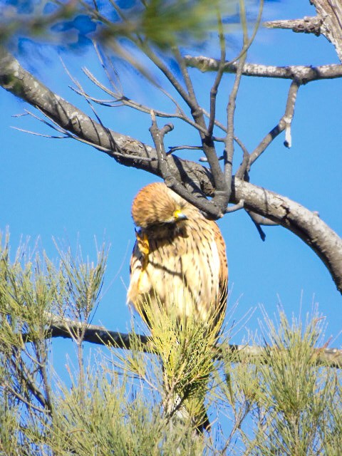 チョウゲンボウ - ML646526297
