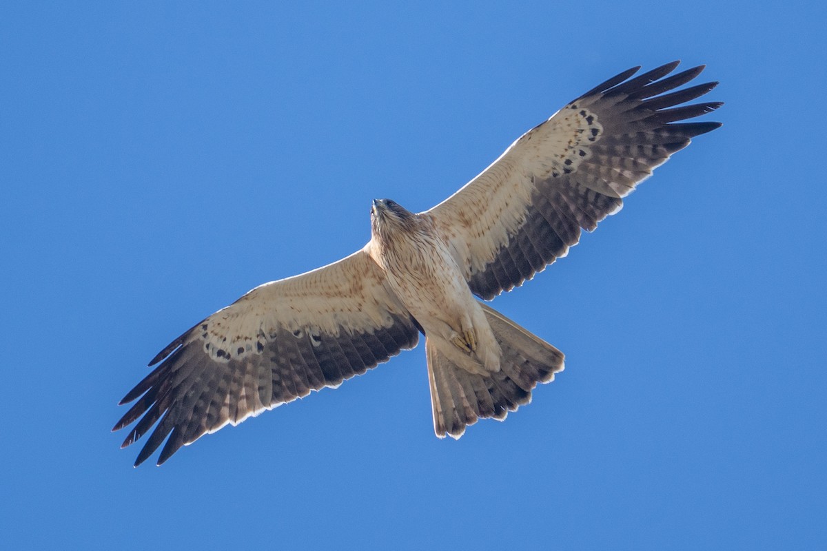 Booted Eagle - ML646526298