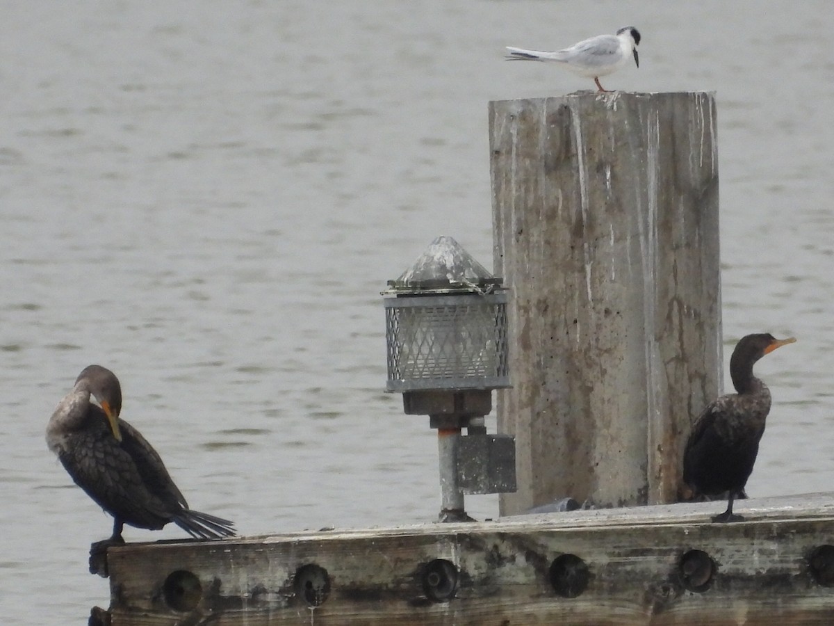 Ушастый баклан - ML646526299