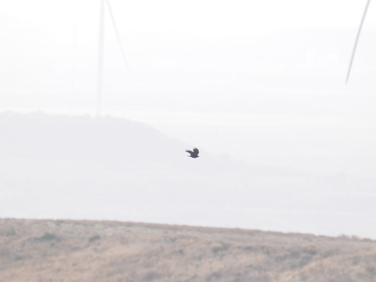 ベニハシガラス - ML646526302