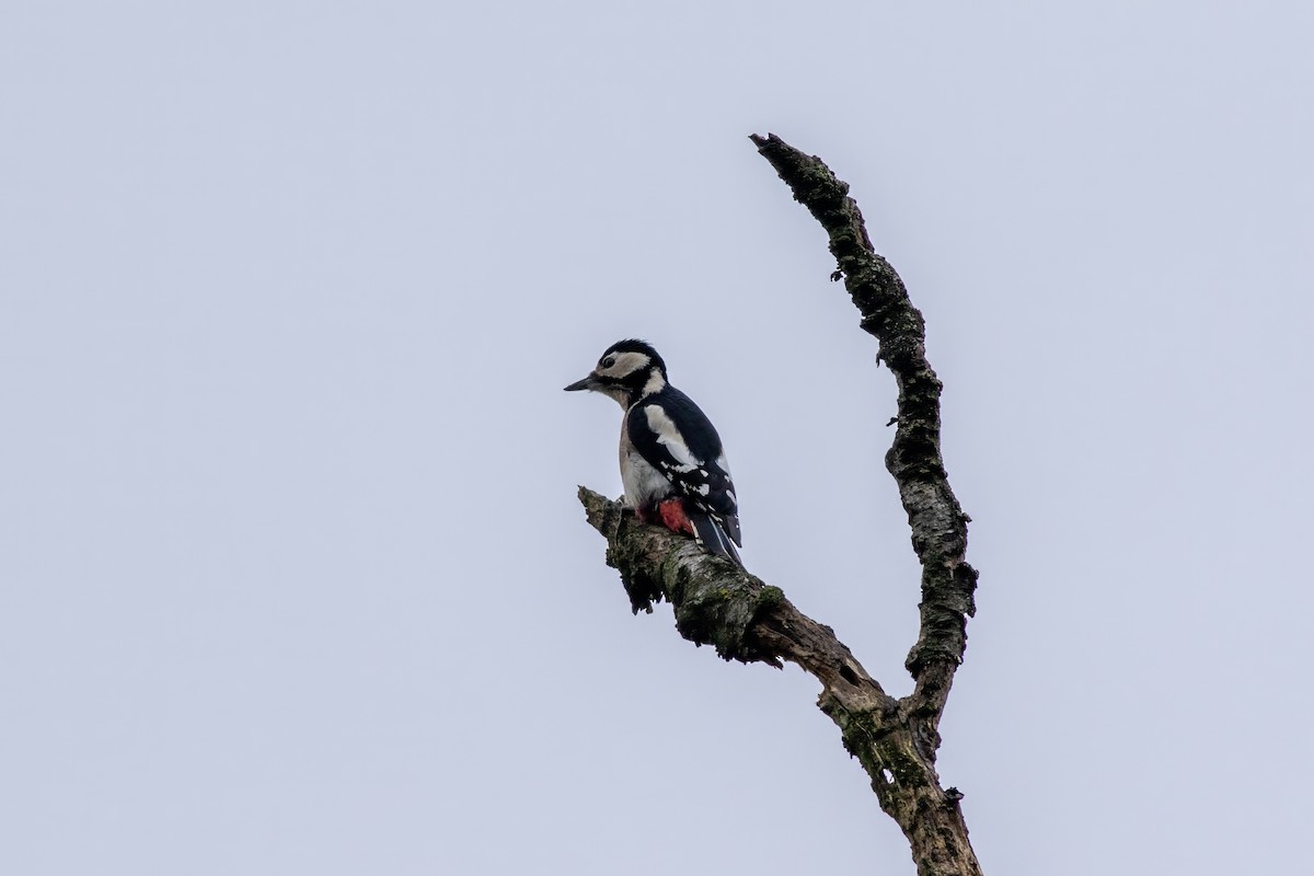 アカゲラ - ML646526304