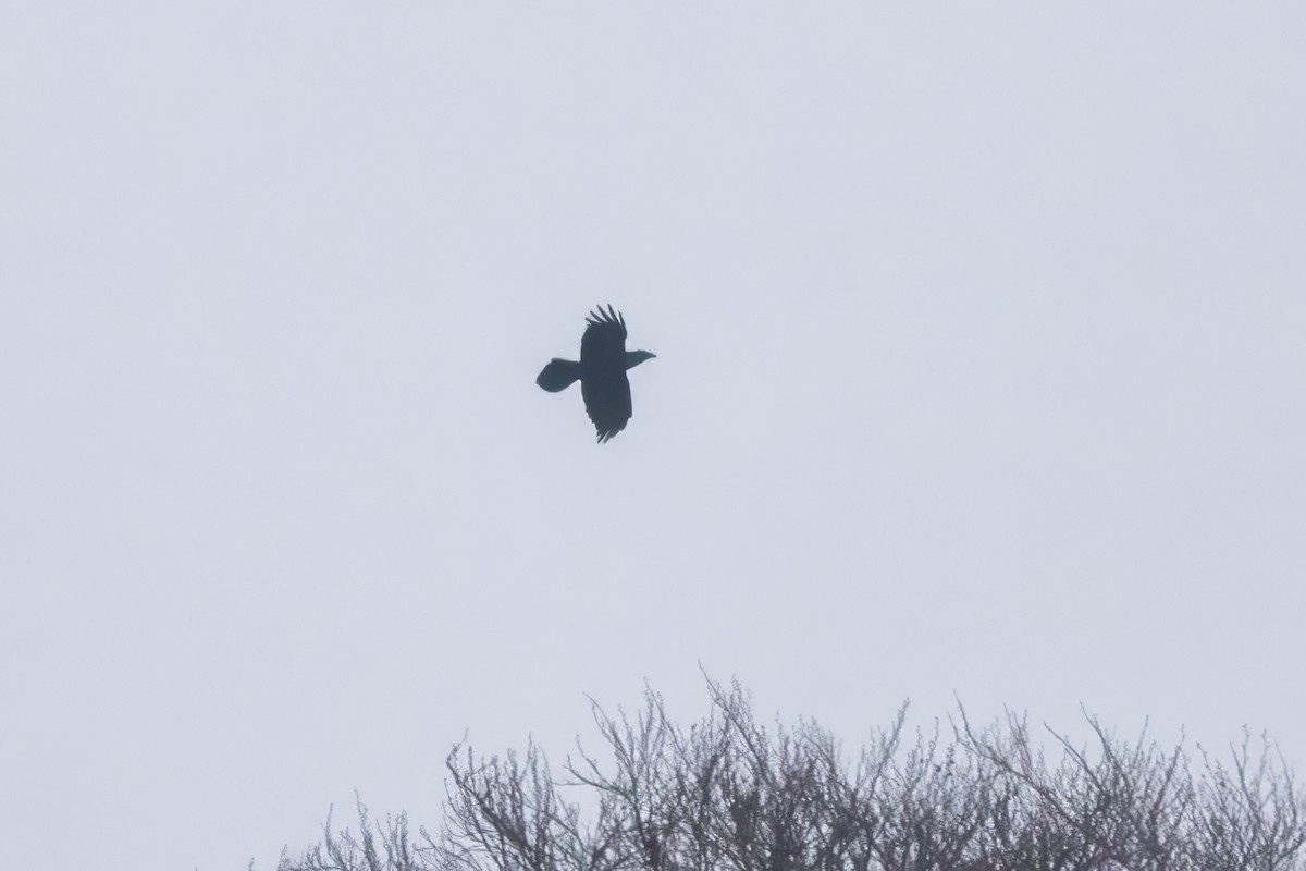 ワタリガラス - ML646526306