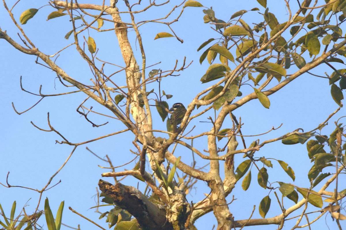 キボシコゴシキドリ（hirsuta） - ML646526307