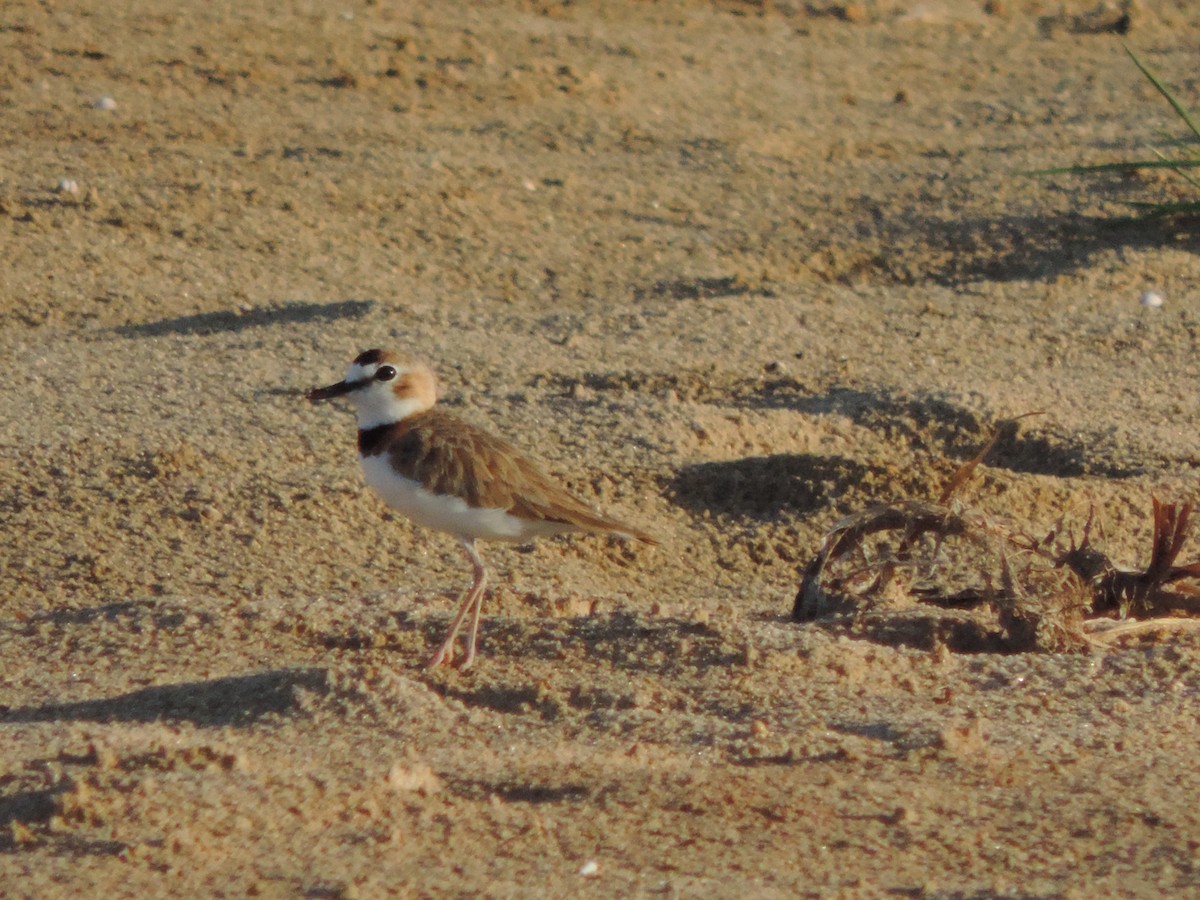 Collared Plover - ML646526308
