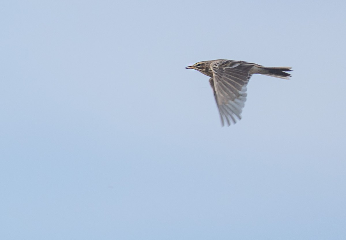 Richard's Pipit - ML646526313