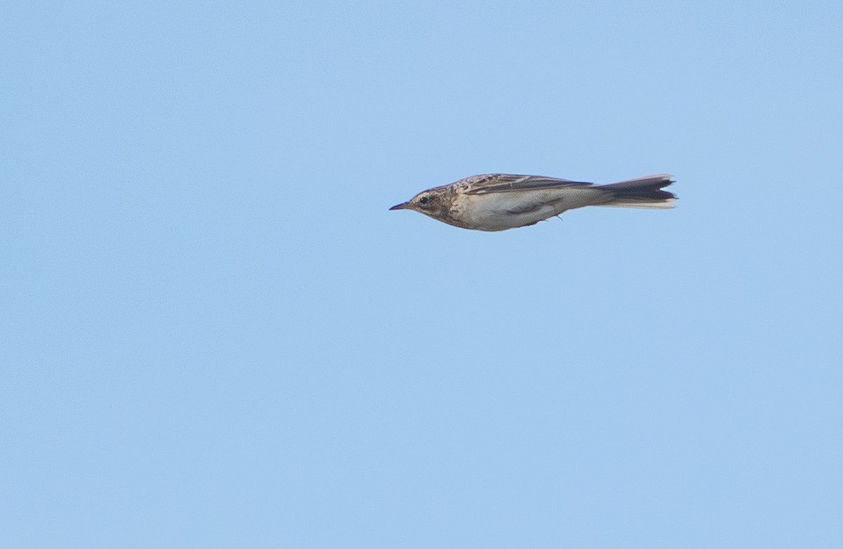 Richard's Pipit - ML646526314