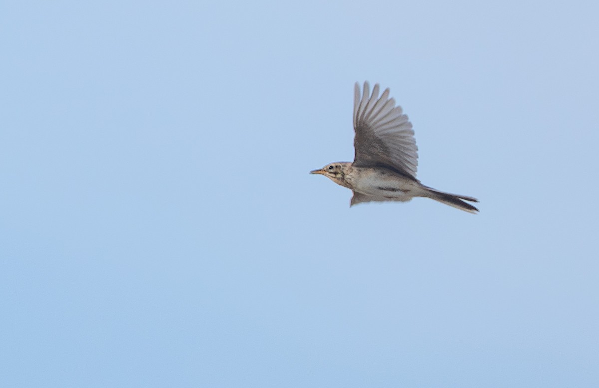Richard's Pipit - ML646526316