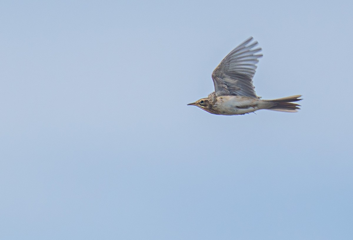Richard's Pipit - ML646526317