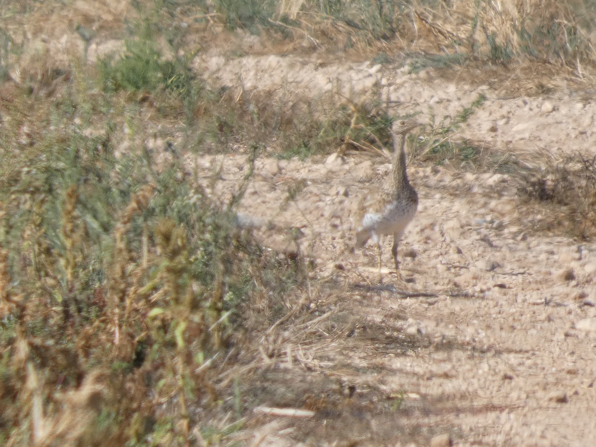 Little Bustard - ML646526319